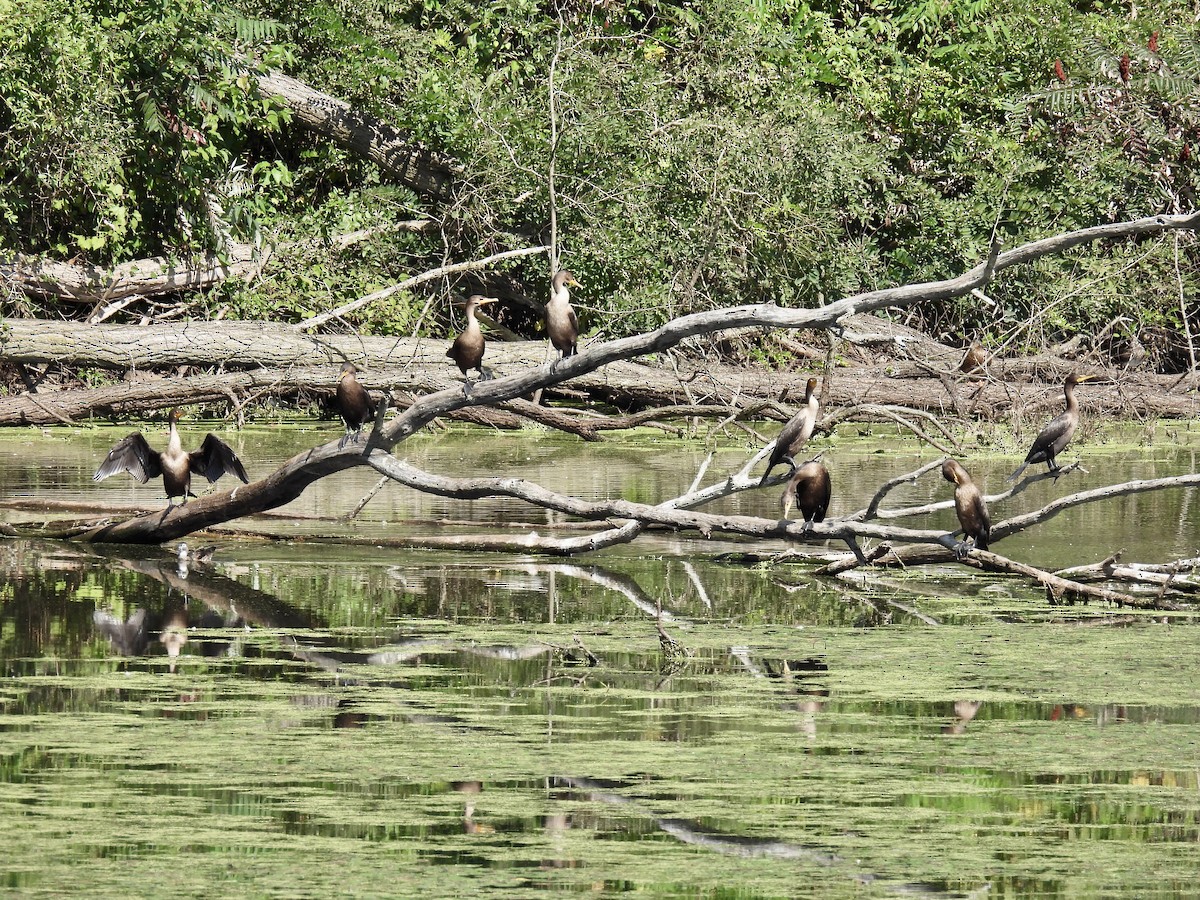 Cormoran à aigrettes - ML623801991