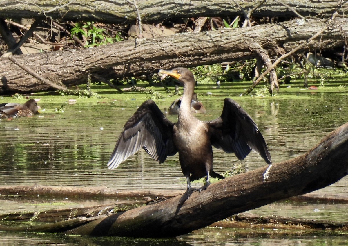 Cormoran à aigrettes - ML623801996