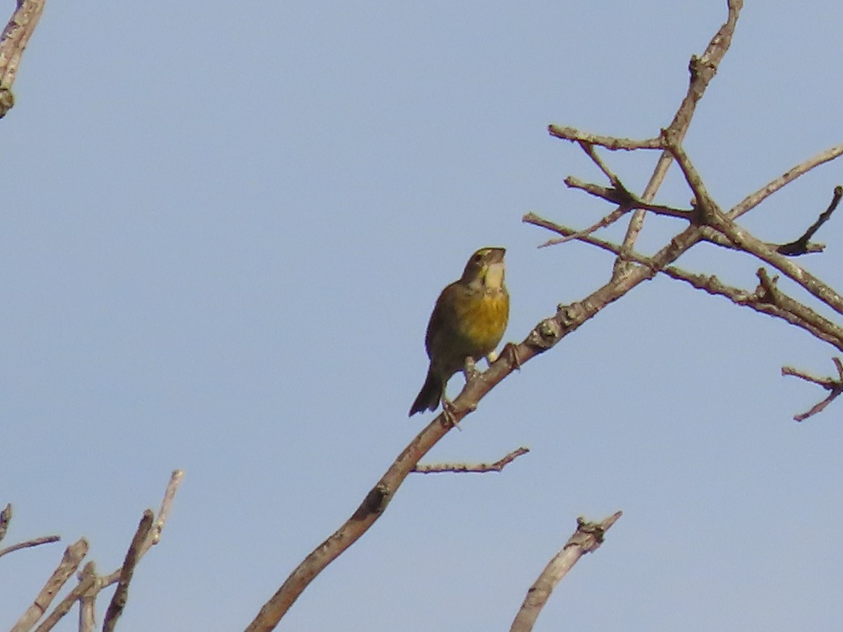 Dickcissel - Dick Zerger