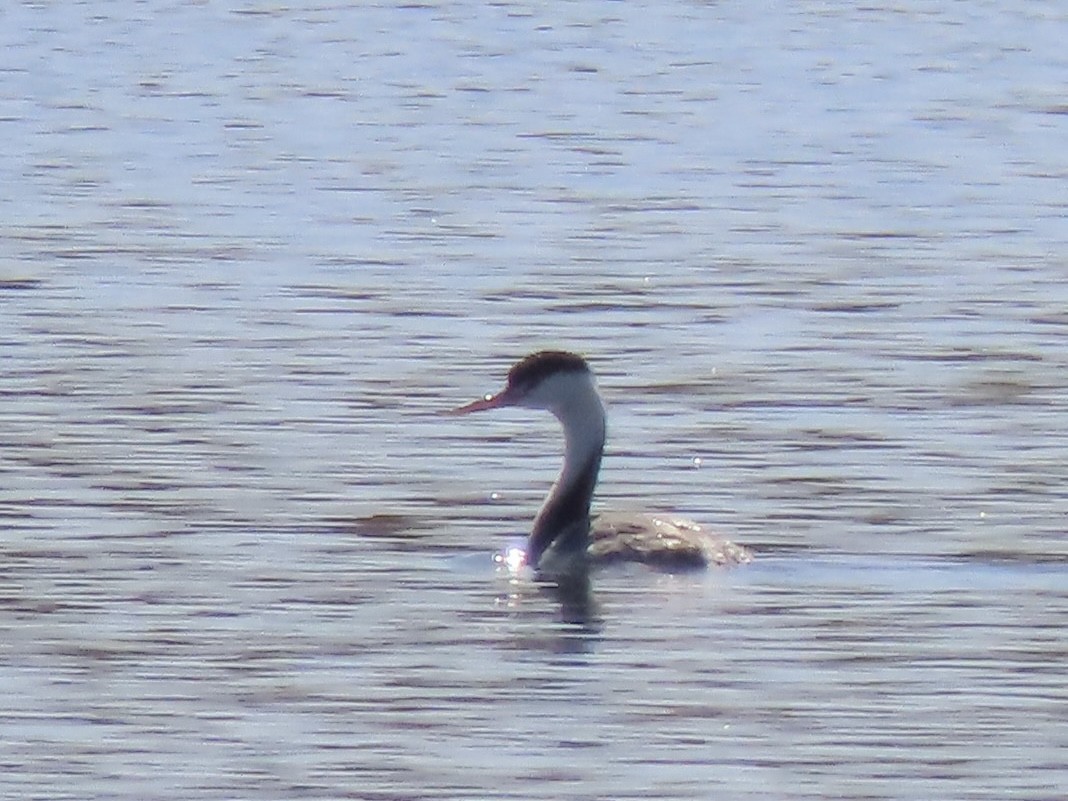 Western Grebe - ML623802000