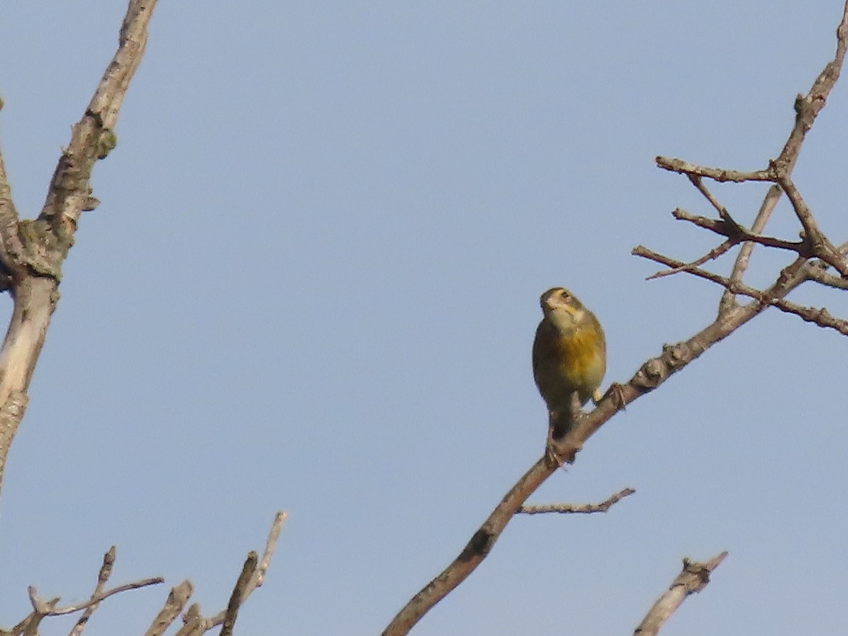 Dickcissel - ML623802013