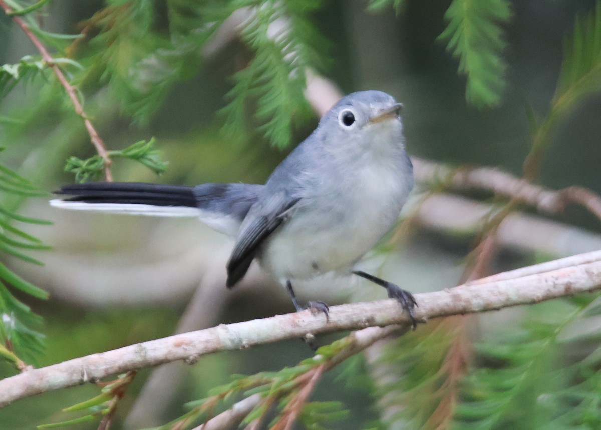 Blue-gray Gnatcatcher - ML623802064