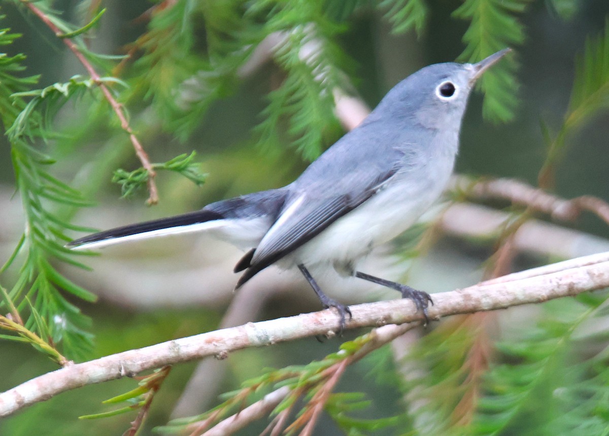 Blue-gray Gnatcatcher - ML623802065