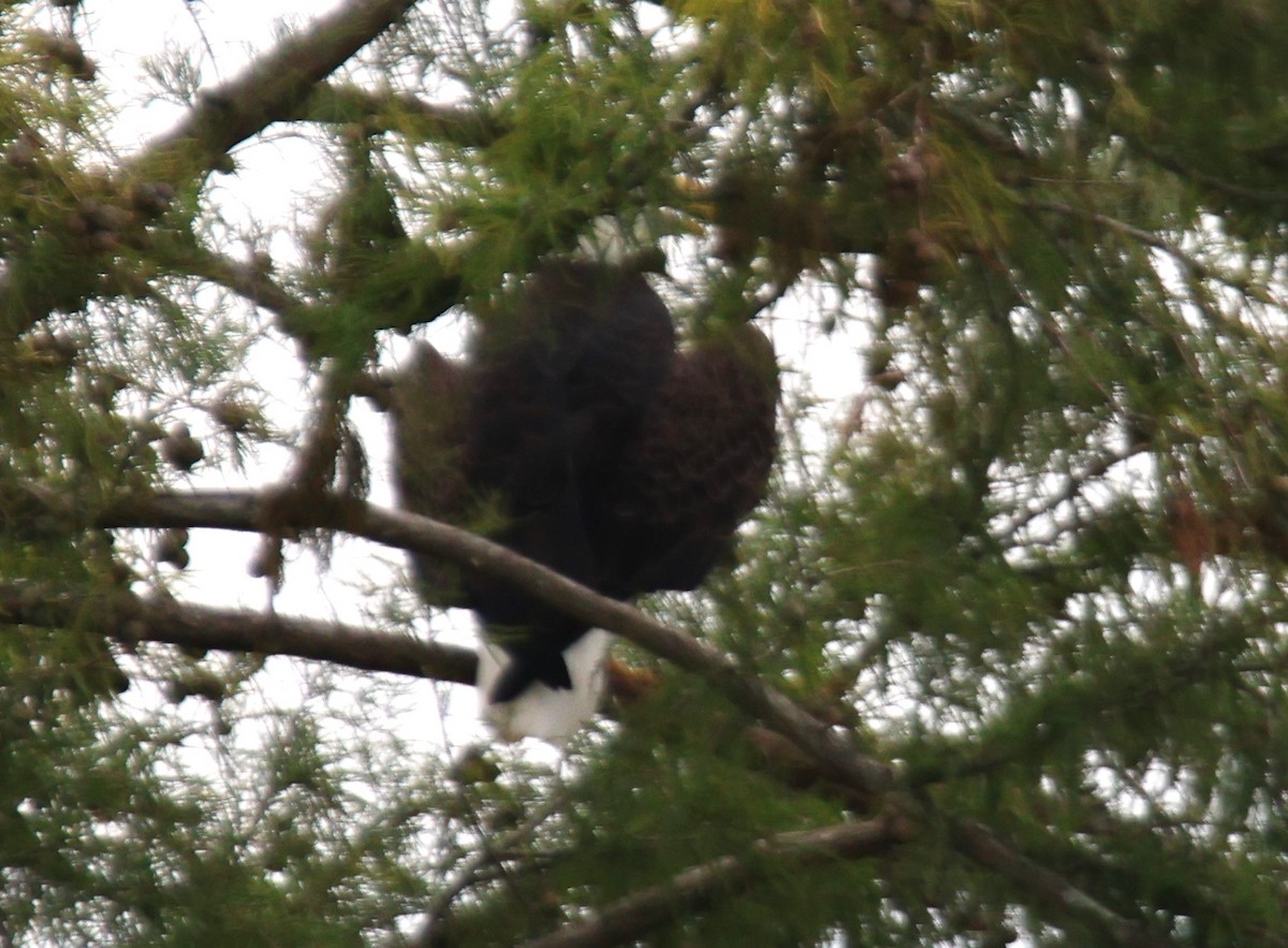 Bald Eagle - ML623802077