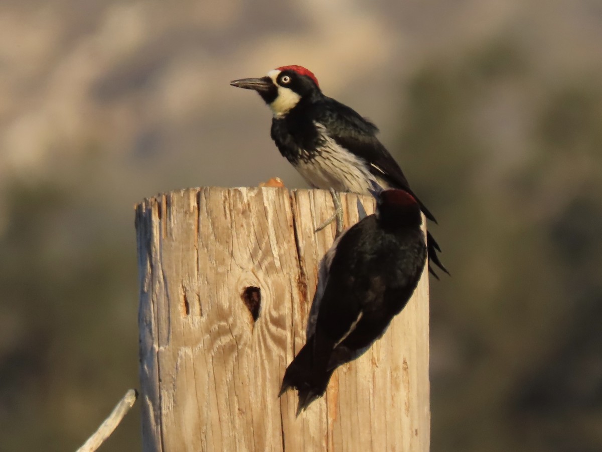 Acorn Woodpecker - Nathan Wilson