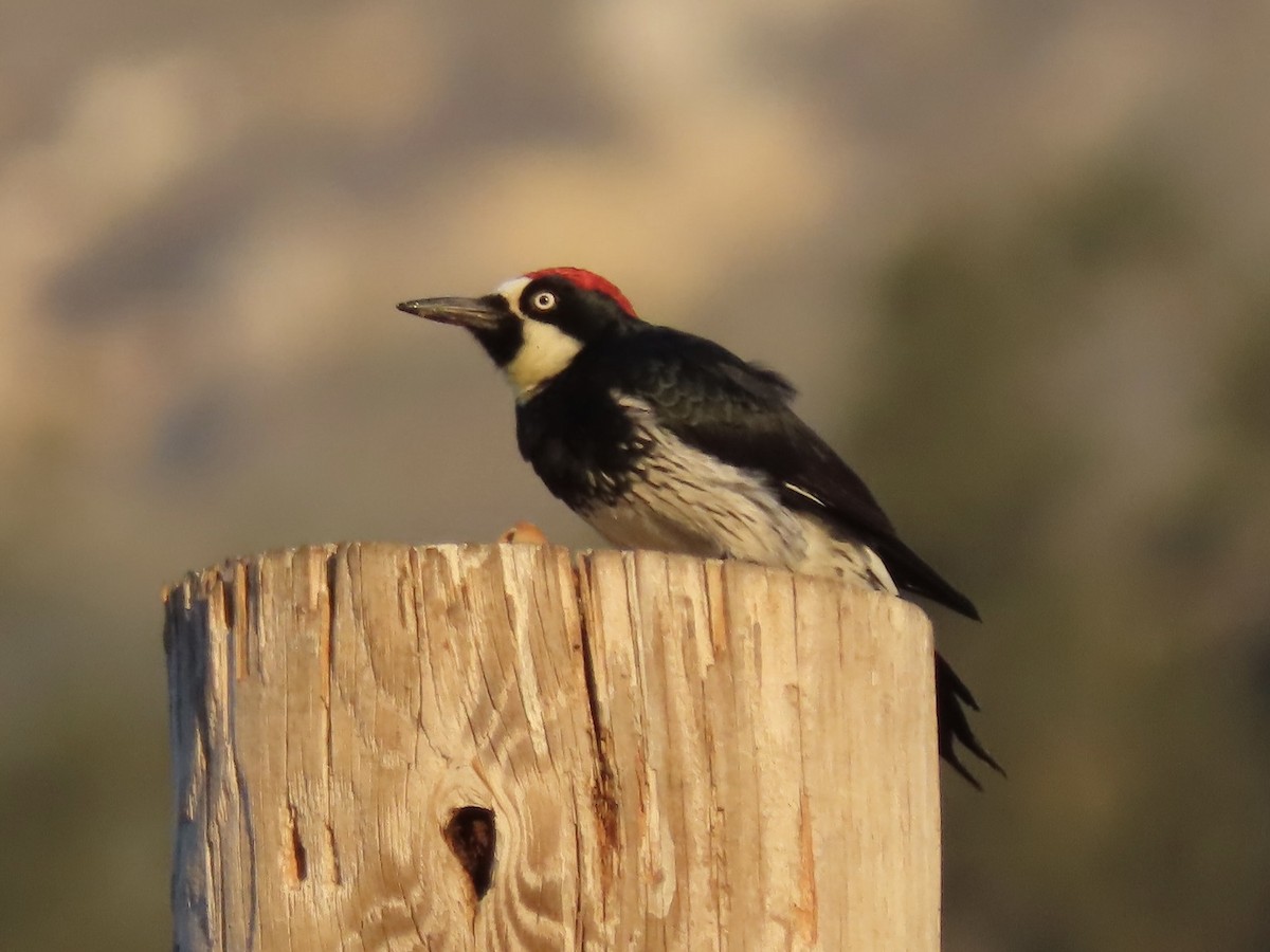 Acorn Woodpecker - ML623802117