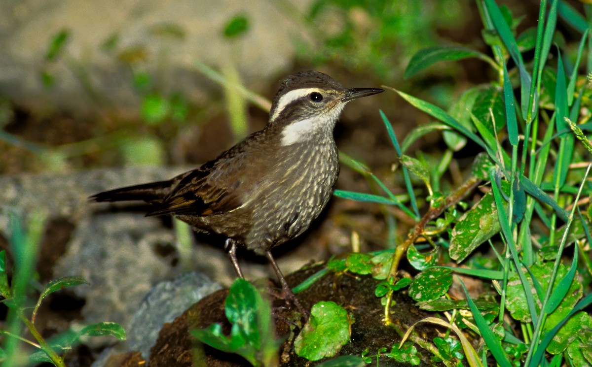 Dark-bellied Cinclodes - Rick Bowers