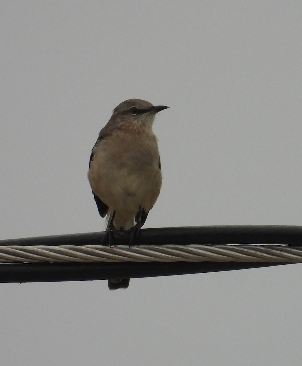 Northern Mockingbird - ML623802195