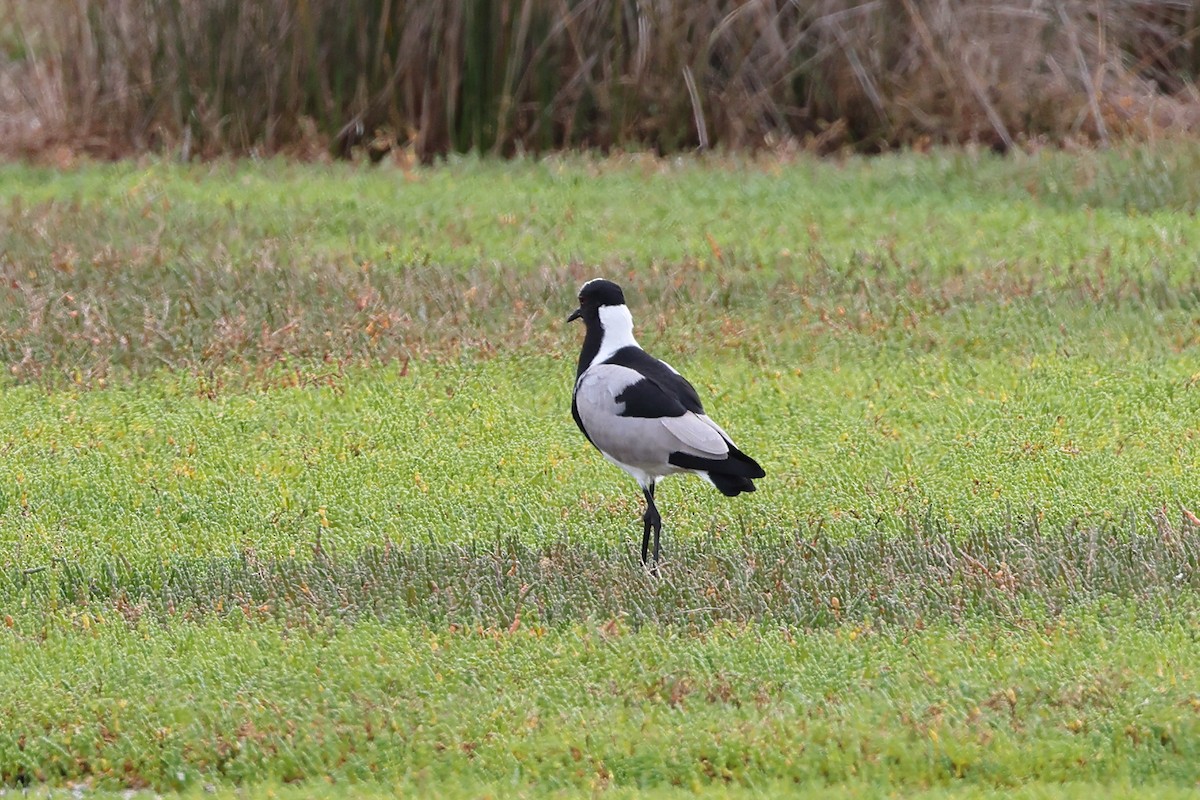 Blacksmith Lapwing - ML623802201