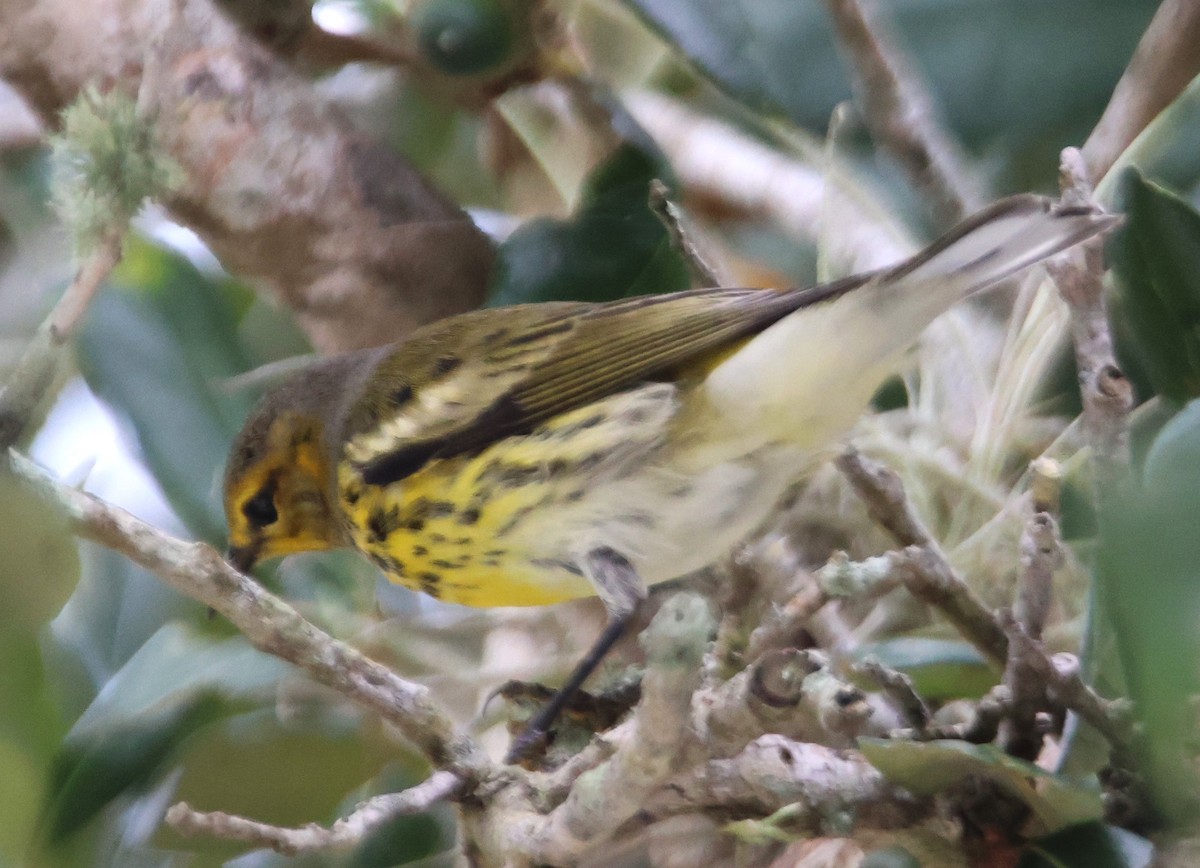 Cape May Warbler - ML623802217