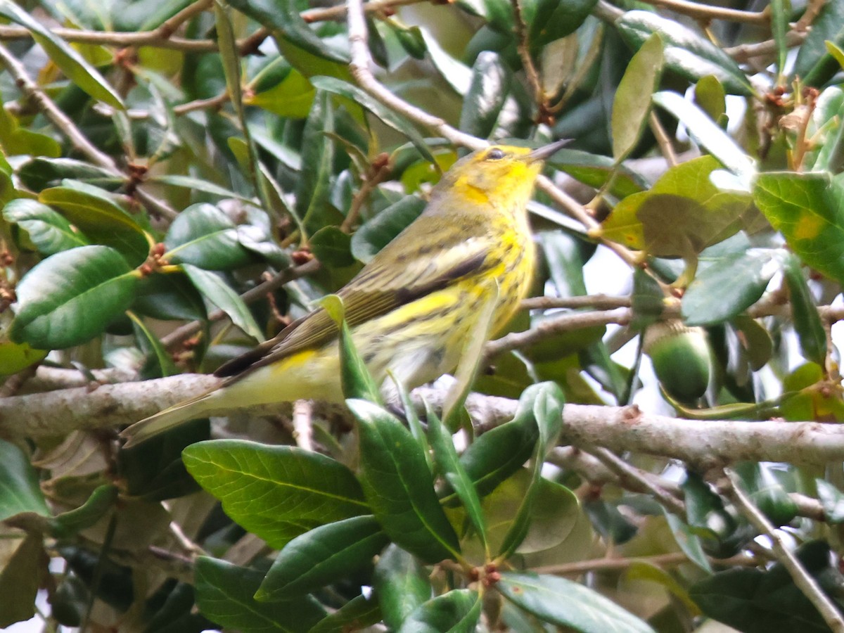 Cape May Warbler - ML623802218