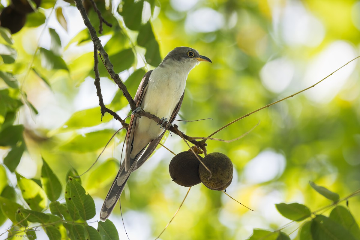 Yellow-billed Cuckoo - Dave Brooke