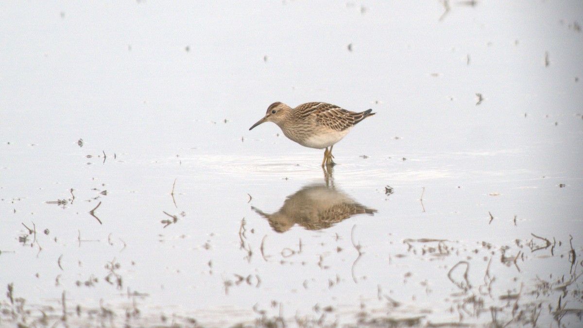 Pectoral Sandpiper - Steve Swinney