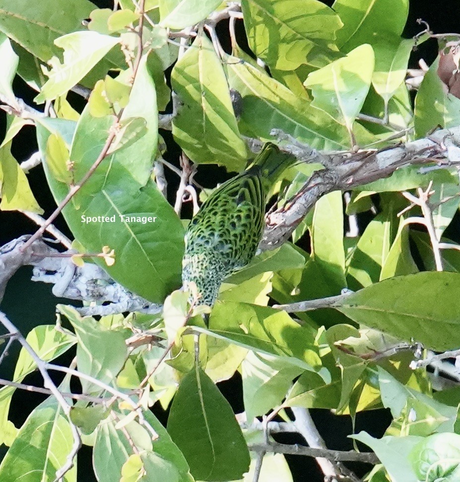 Spotted Tanager - ML623802269