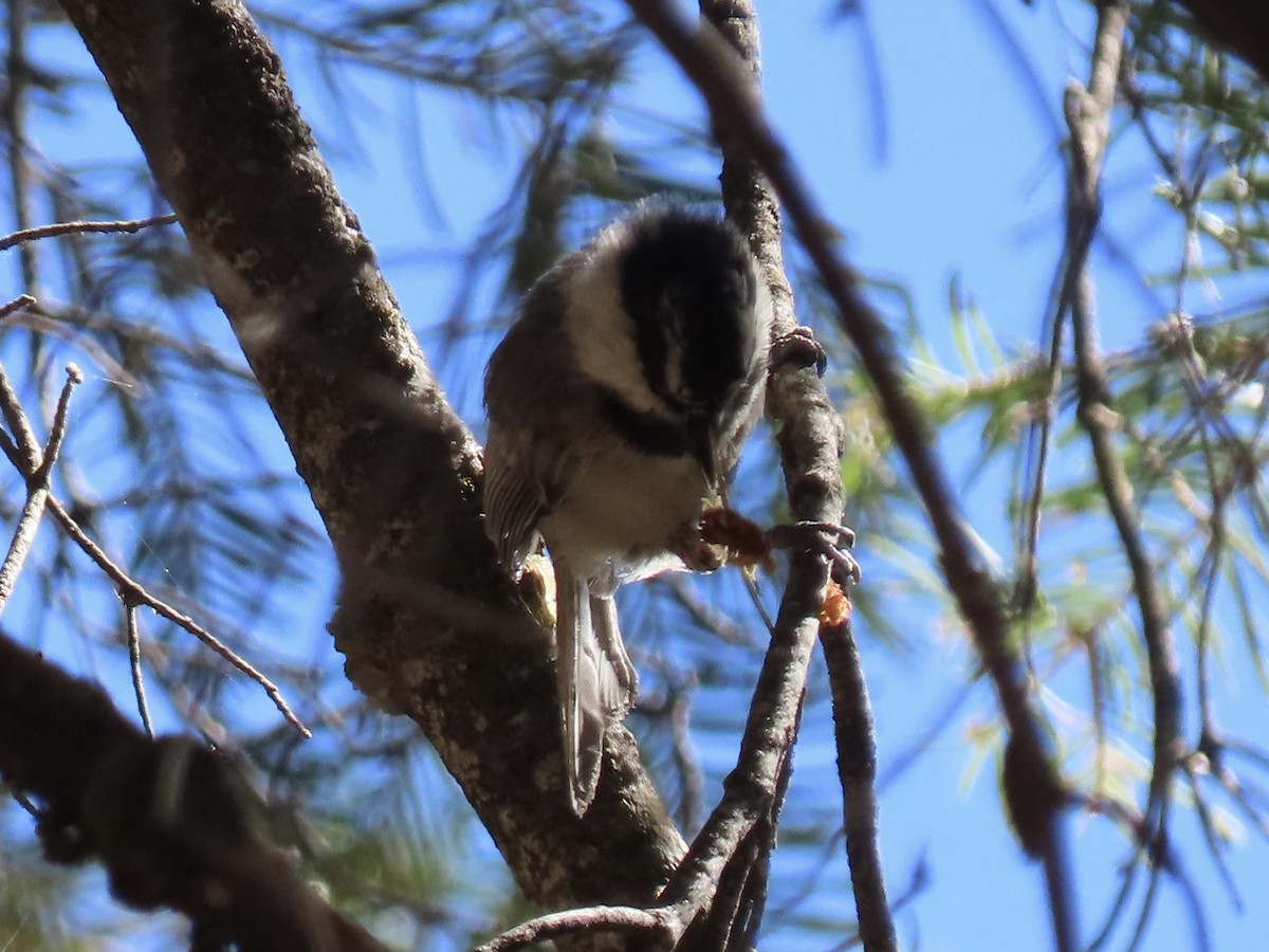 Mésange de Gambel - ML623802287