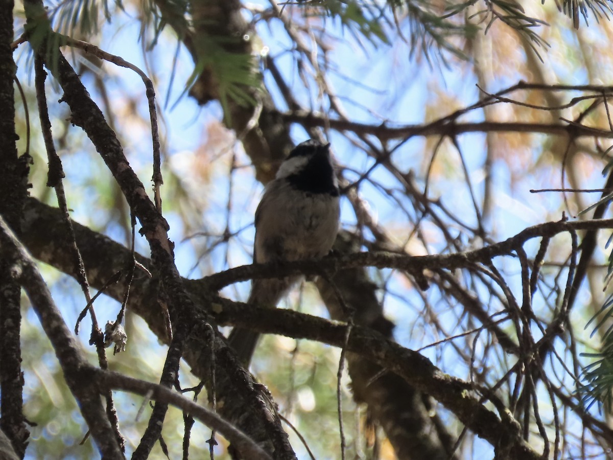 Mésange de Gambel - ML623802288