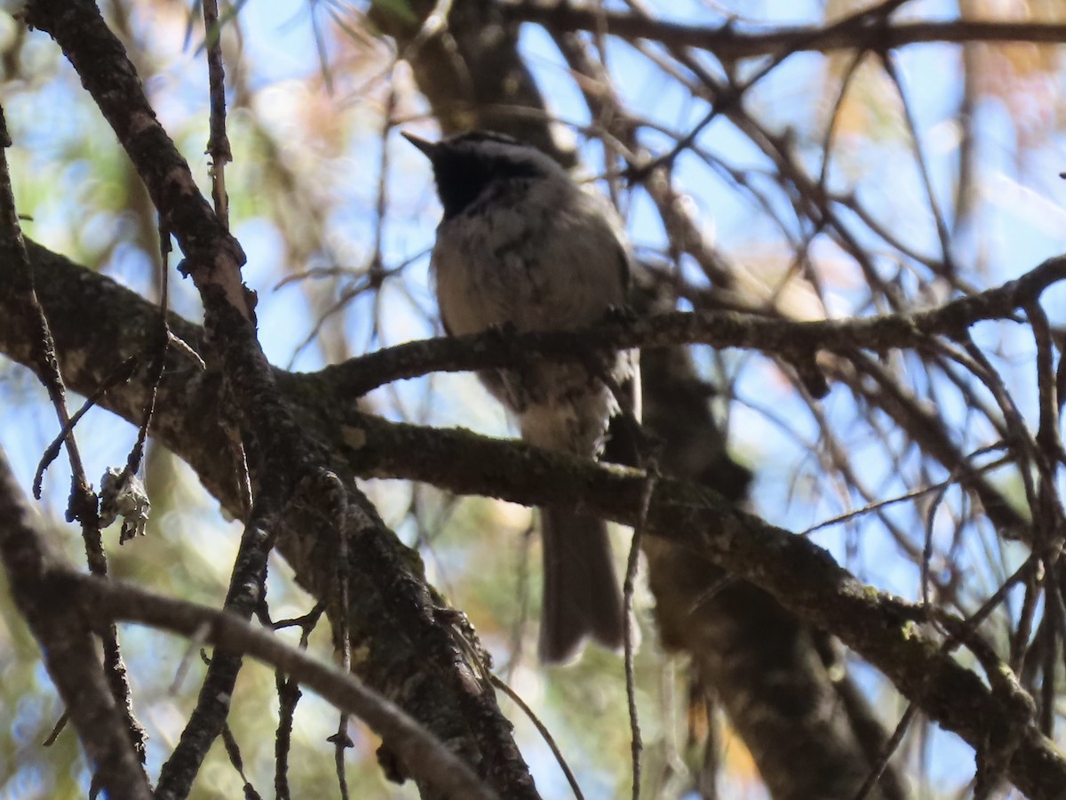 Mésange de Gambel - ML623802289