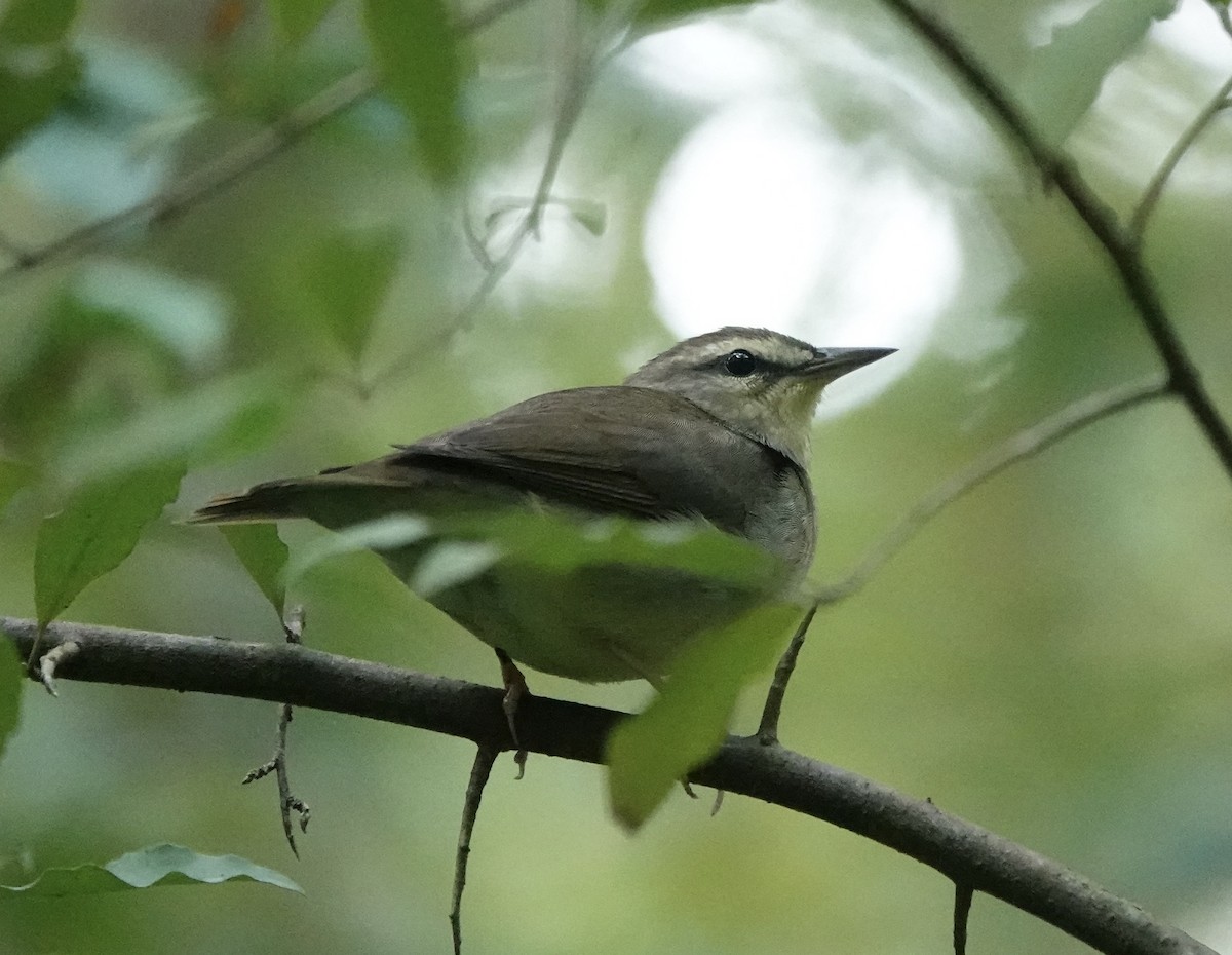 Swainson's Warbler - ML623802306