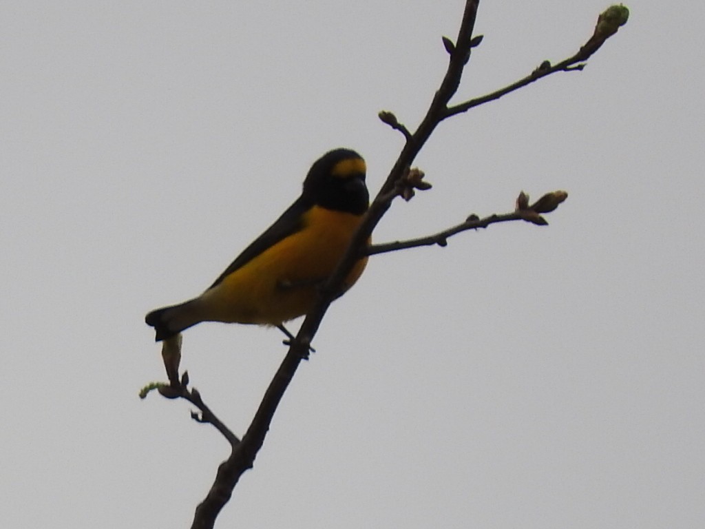 Purple-throated Euphonia - ML623802317