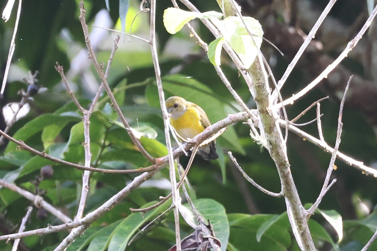 White-vented Euphonia - ML623802321