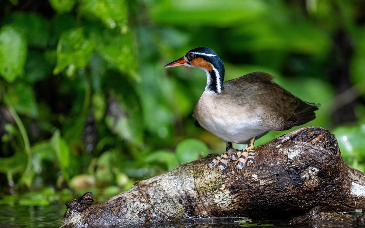 Sungrebe - Serge Horellou