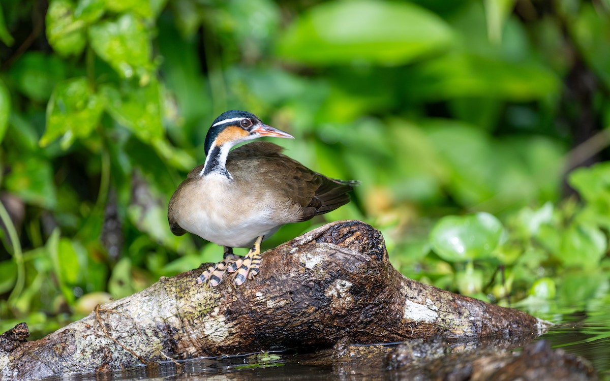 Sungrebe - Serge Horellou