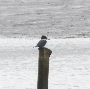 Belted Kingfisher - Melody Ragle