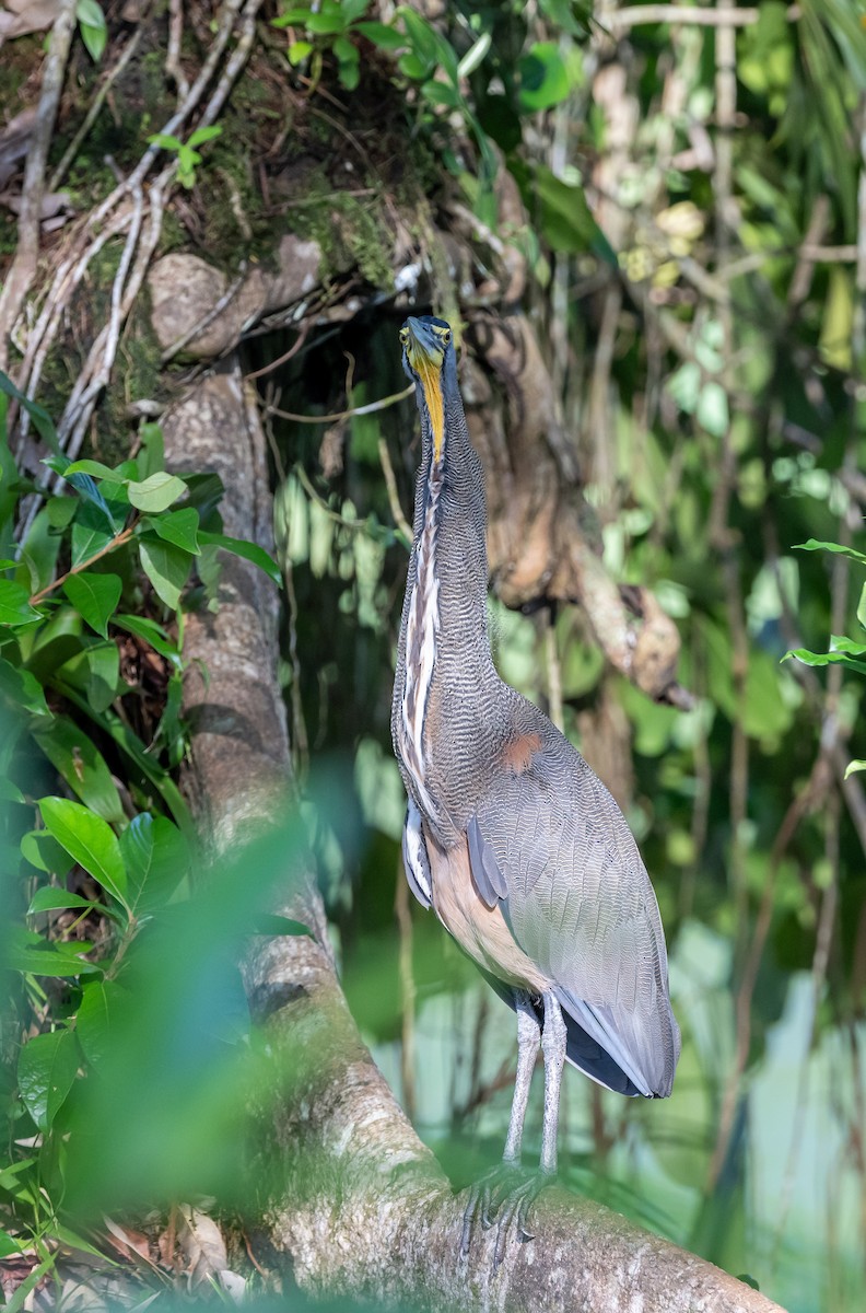 Bare-throated Tiger-Heron - ML623802347