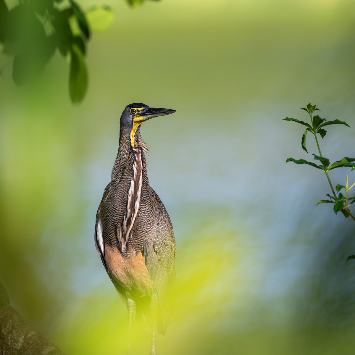 Bare-throated Tiger-Heron - ML623802348