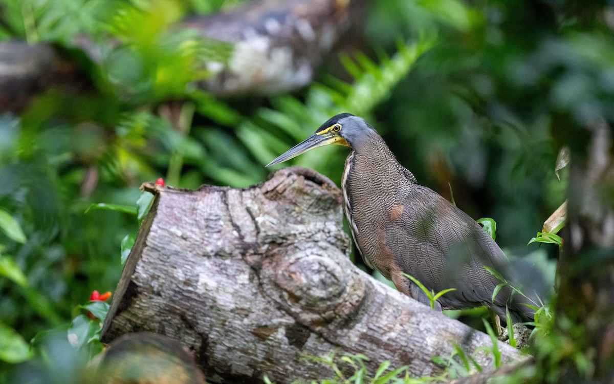 Bare-throated Tiger-Heron - ML623802351