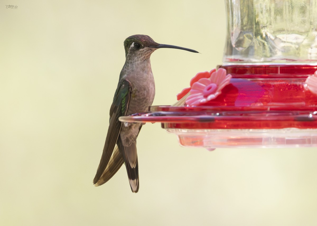 Rivoli's Hummingbird - ML623802360