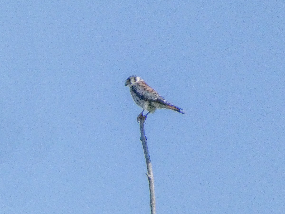 American Kestrel - ML623802365