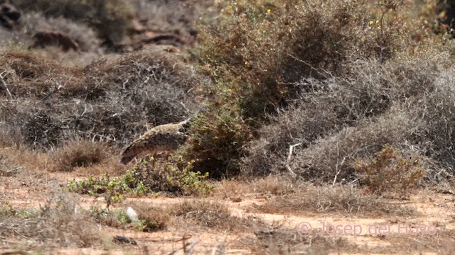 Houbara Bustard (Canary Is.) - ML623802410