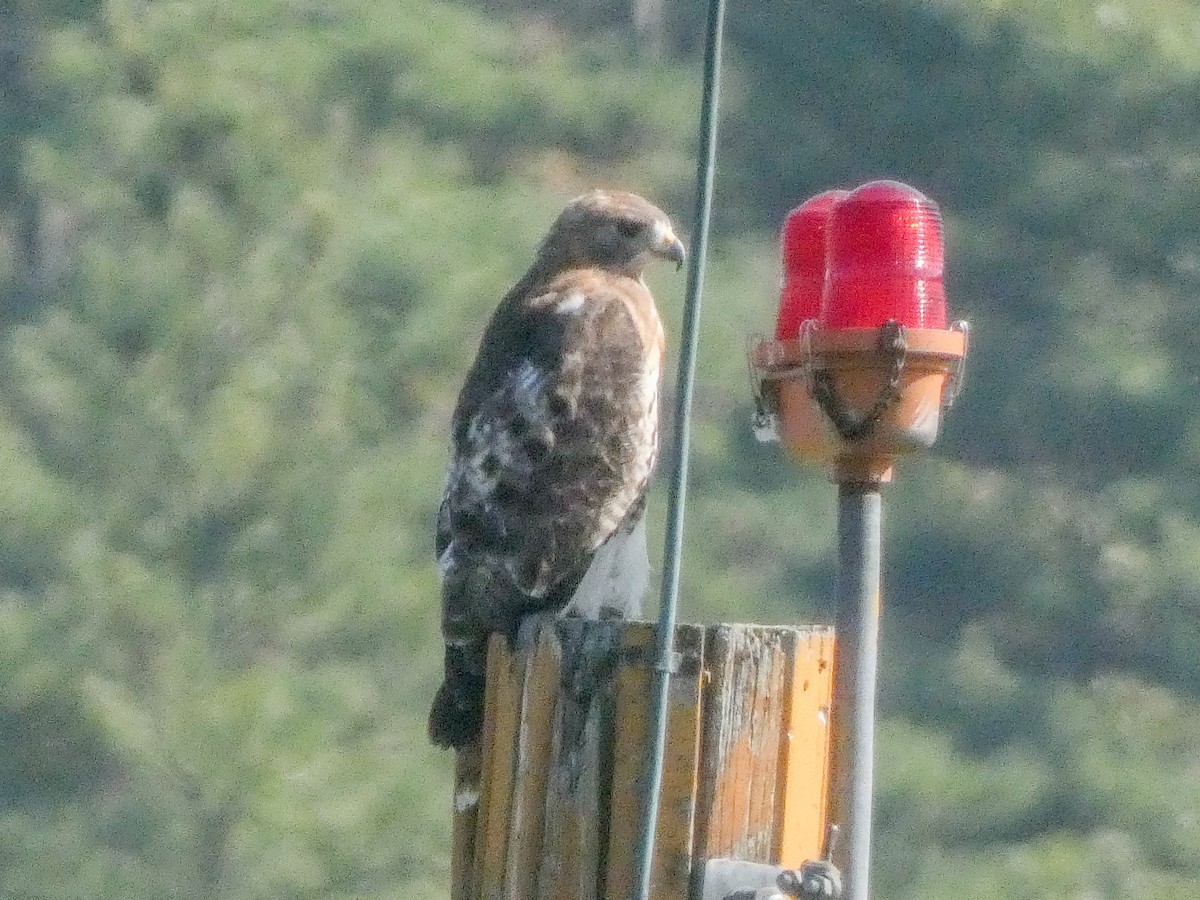 Broad-winged Hawk - ML623802446