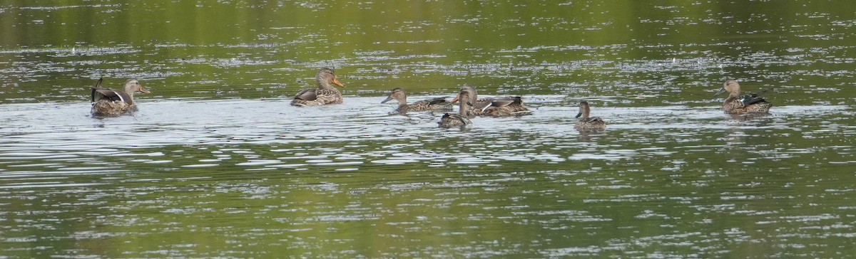 Mallard - Melody Ragle