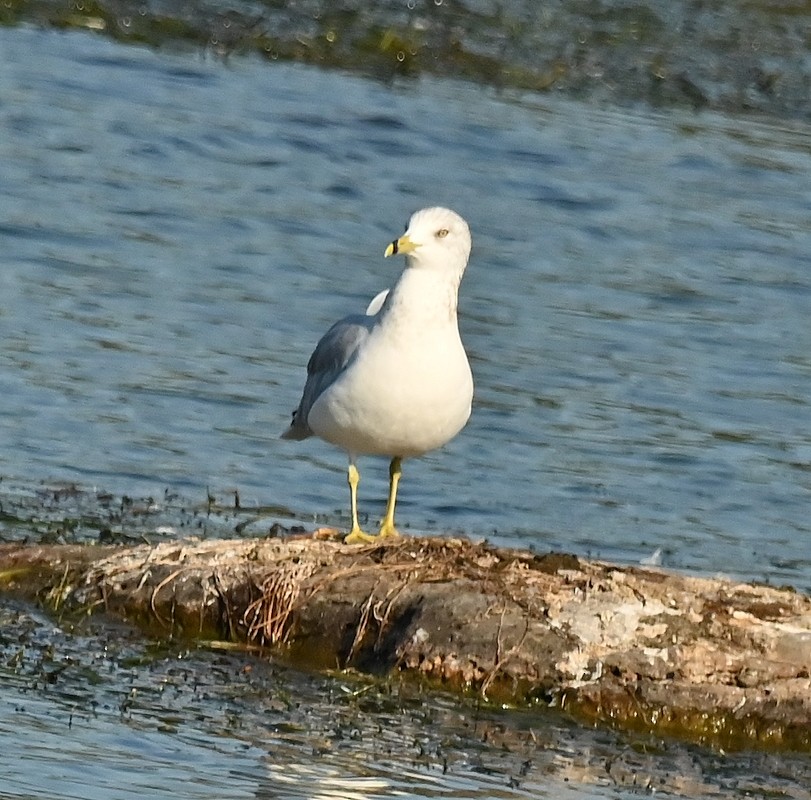 Ring-billed Gull - ML623802485