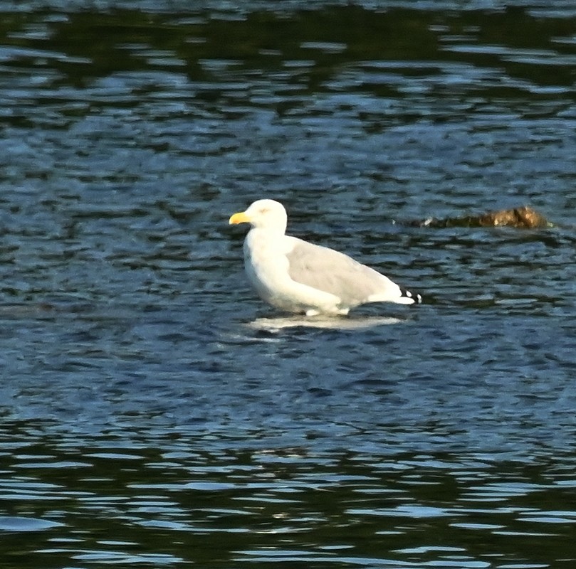 Herring Gull (American) - ML623802497