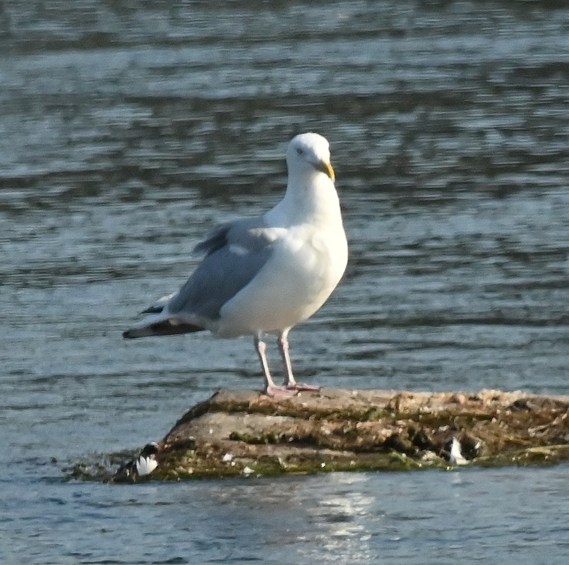 Herring Gull (American) - ML623802507