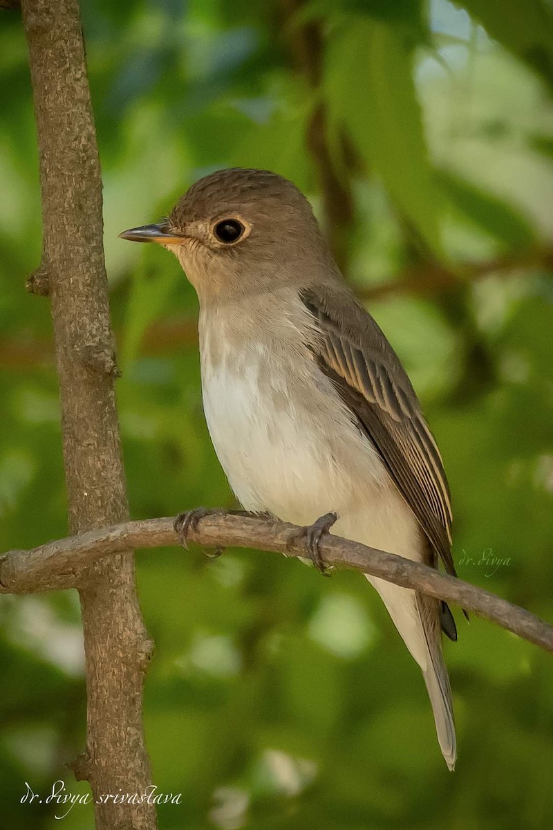Asian Brown Flycatcher - ML623802524