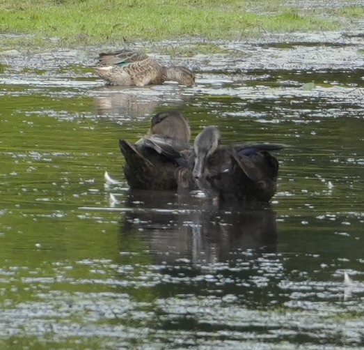 American Black Duck - ML623802525