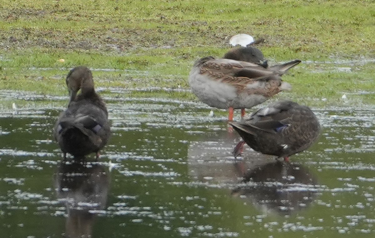 American Black Duck - ML623802526