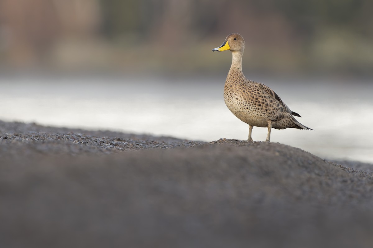 Yellow-billed Pintail - ML623802530