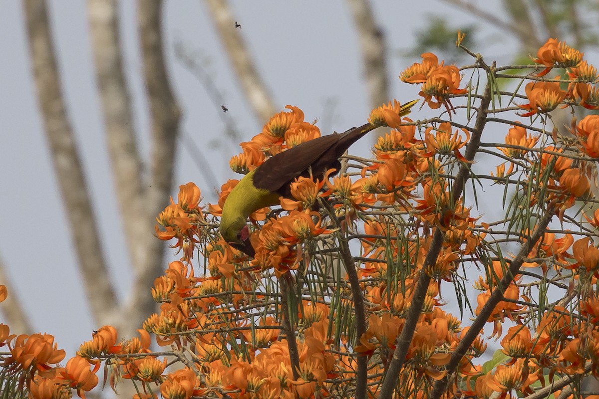 Olive Oropendola - ML623802551