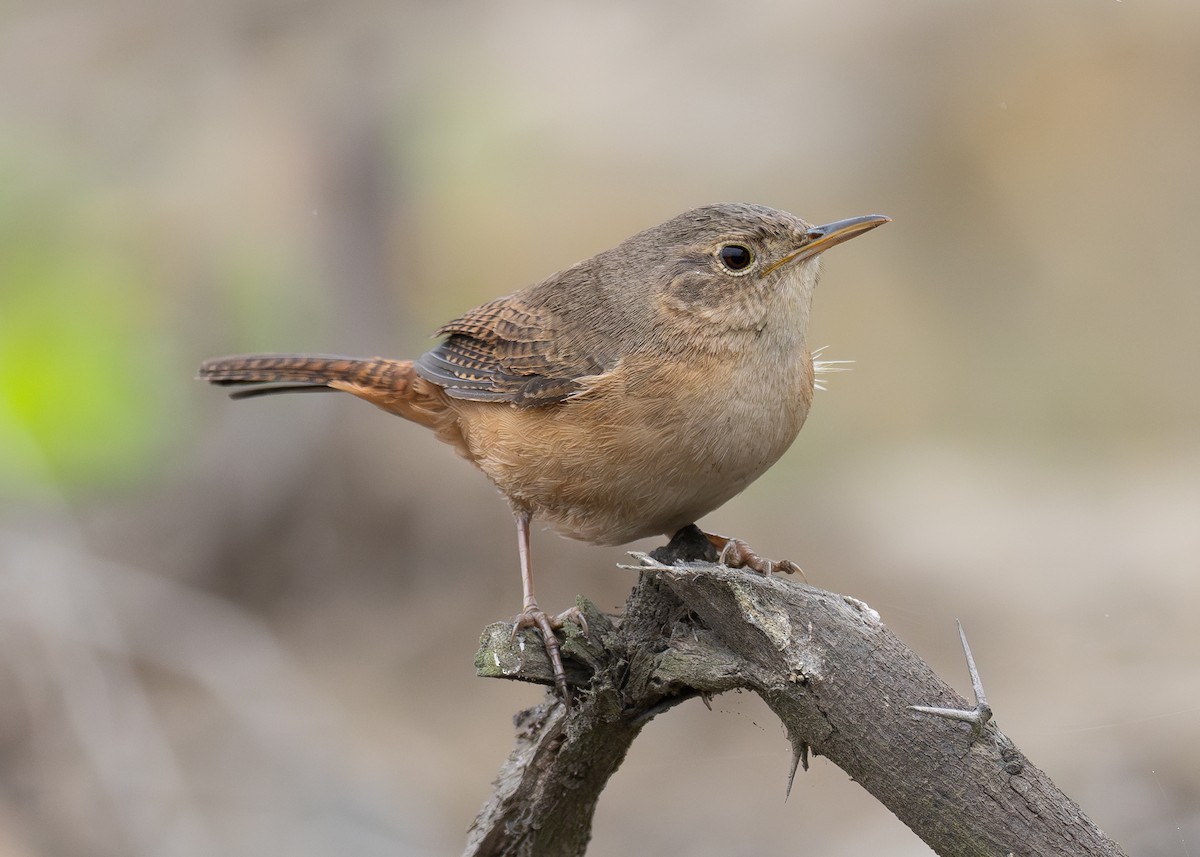 House Wren (Southern) - Patrick Van Thull