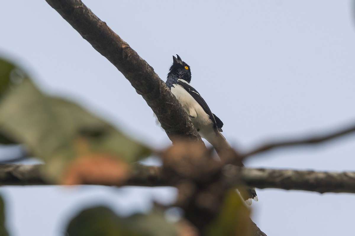 Magpie Tanager - ML623802557