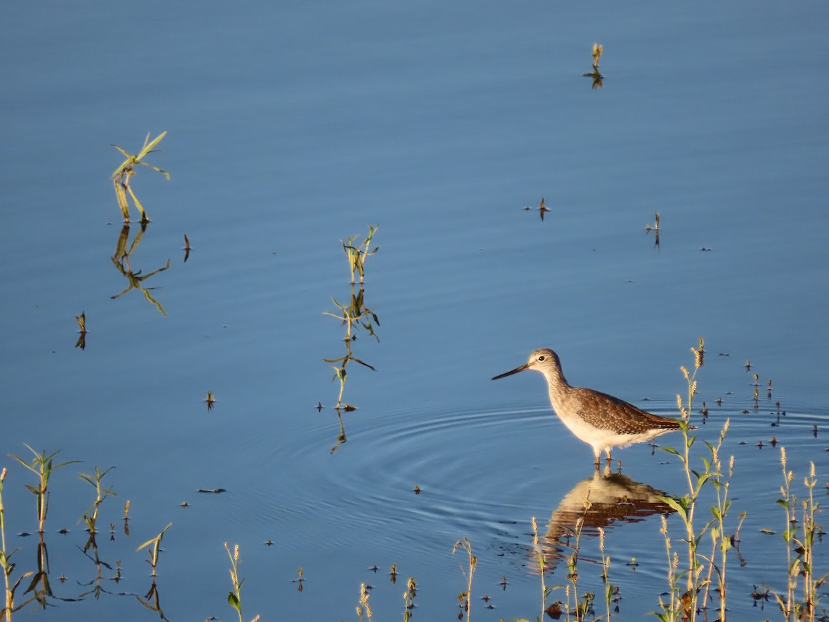 Greater Yellowlegs - ML623802561