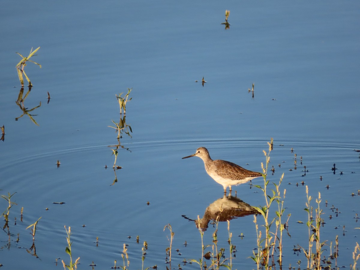 Greater Yellowlegs - ML623802563