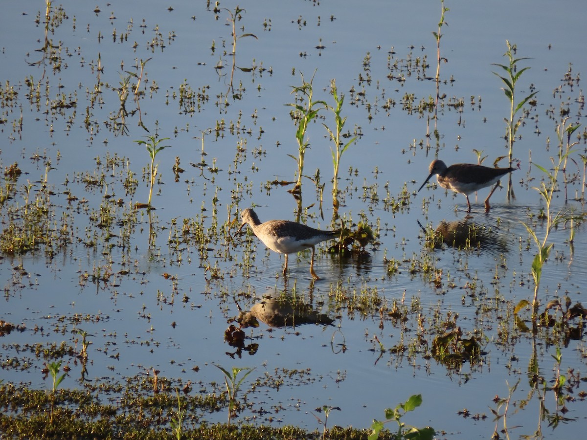 Greater Yellowlegs - ML623802564