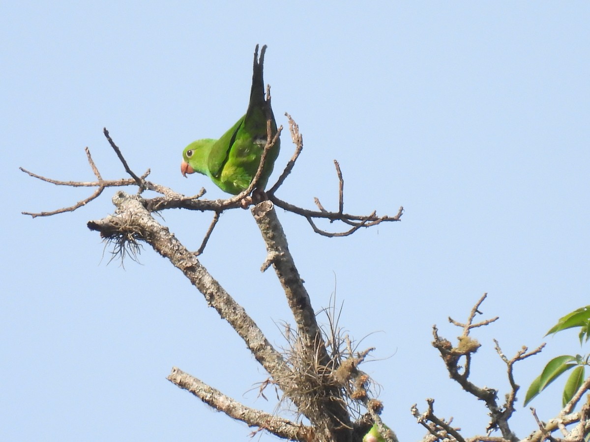 Plain Parakeet - ML623802569