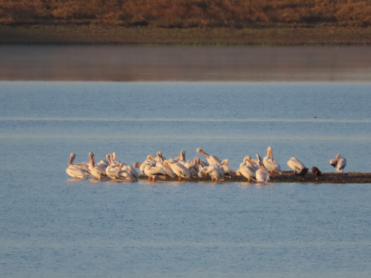 American White Pelican - ML623802573